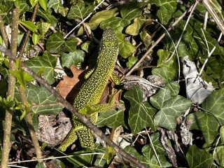 IMG_7072